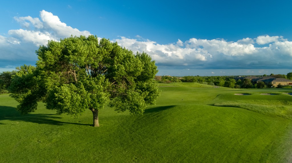 View of golf course fairway with big tree